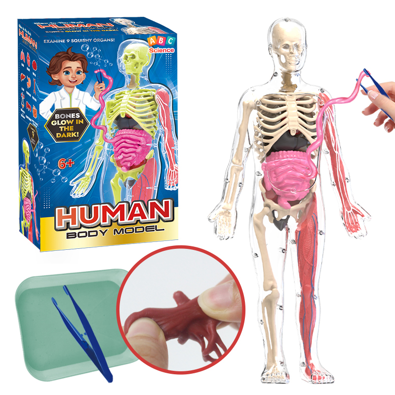 Human Anatomy Model