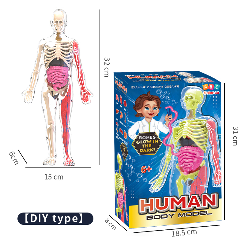 Anatomy Model Image 2