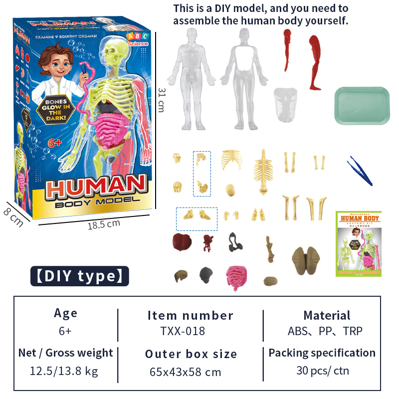 Anatomy Model Image 4