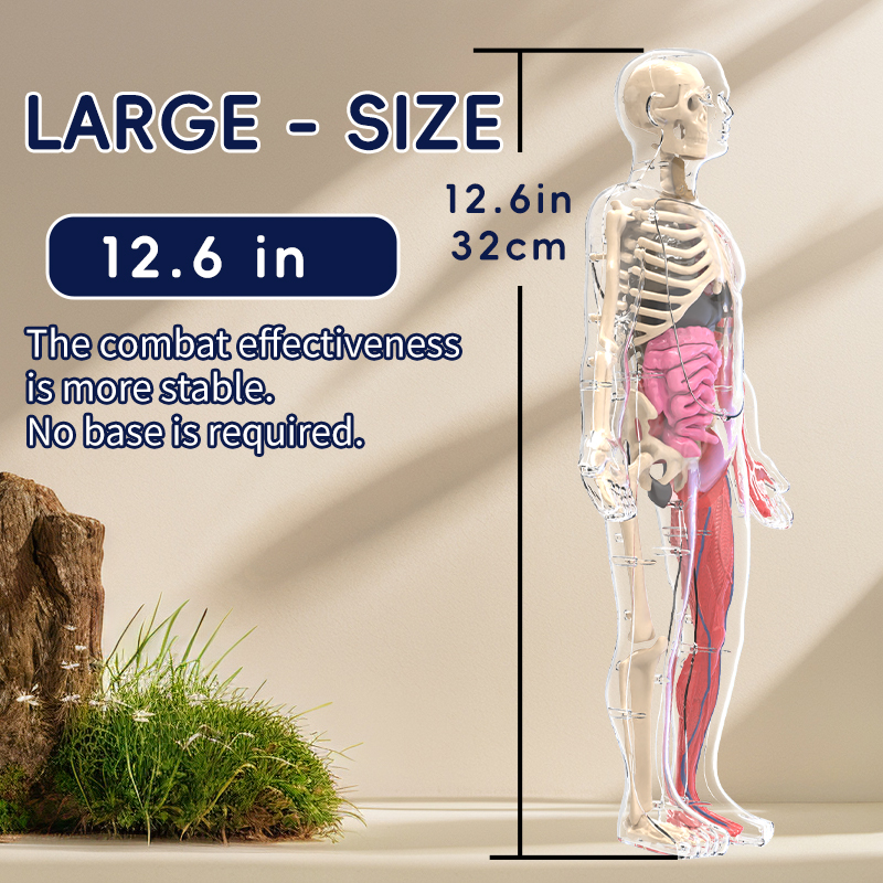 Anatomy Model Image 5